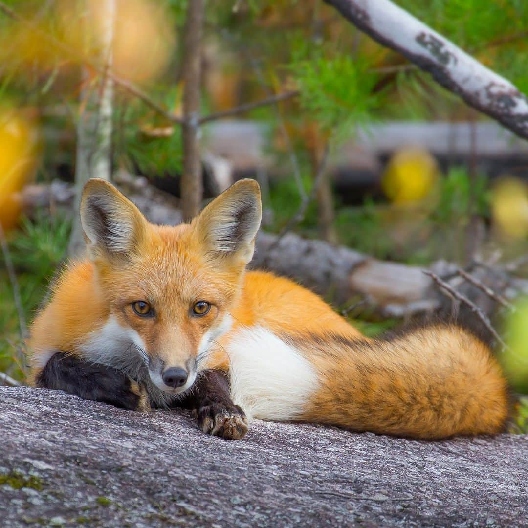 アニマルプラネットさんのインスタグラム写真 - (アニマルプラネットInstagram)「When your midday nap gets interrupted...🦊  This red #fox in northern Minnesota is on the alert.   📷: Jack Vanden Heuvel  #animals #autumn」9月28日 22時00分 - animalplanet