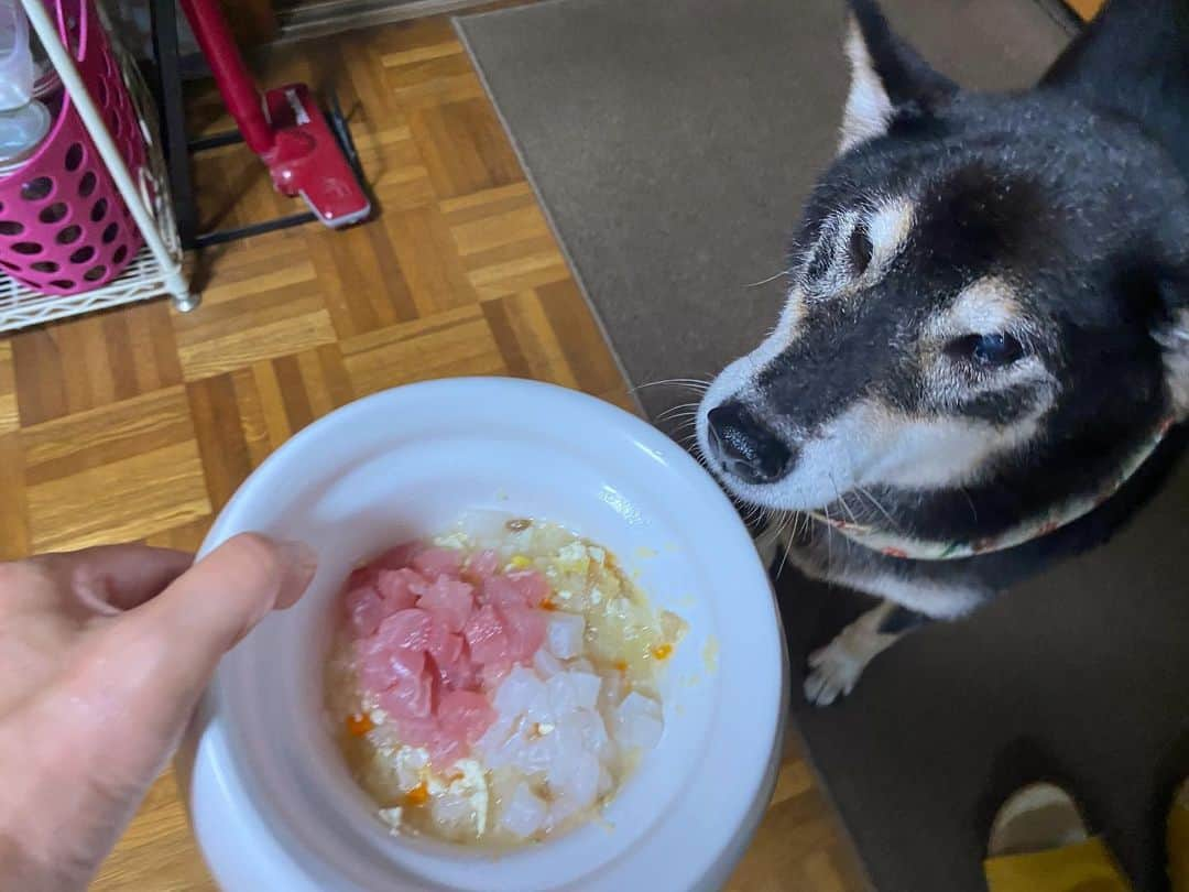 がんちゃんさんのインスタグラム写真 - (がんちゃんInstagram)「9月28日はタッキーの誕生日🎂 12歳になりました🥂  コタおばさんから美味しいお魚のプレゼント🎁があったので、マグロとカワハギの紅白丼、サーモンと栗の混ぜご飯を進呈。 美味しかったでしょ〜😍」9月28日 22時31分 - kota2ann