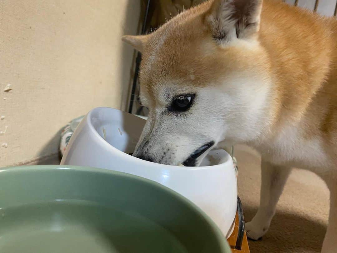 がんちゃんさんのインスタグラム写真 - (がんちゃんInstagram)「9月28日はタッキーの誕生日🎂 12歳になりました🥂  コタおばさんから美味しいお魚のプレゼント🎁があったので、マグロとカワハギの紅白丼、サーモンと栗の混ぜご飯を進呈。 美味しかったでしょ〜😍」9月28日 22時31分 - kota2ann