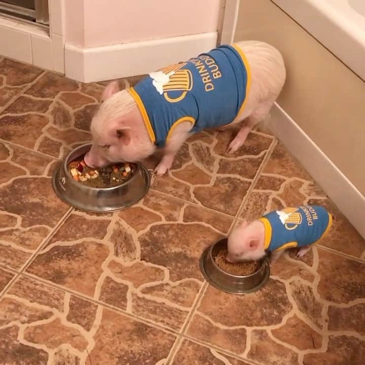 Priscilla and Poppletonのインスタグラム：「#ThrowbackThursday to back when Penn was underage and was more of an eating buddy than a drinking buddy. Today is #NationalDrinkABeerDay and Silly Pop thinks they are going out for a Popplebrew later. Don’t worry, I’ll be their designated driver.🐷🍻 #tbt #cheers #safetyfirst #drinkingbuddies #PopandPenn #PrissyandPop」
