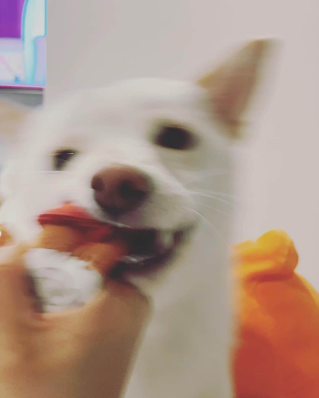 かまいたち山内と、猫たちさんのインスタグラム写真 - (かまいたち山内と、猫たちInstagram)「🙋‍♀️ 絶対に離したくないむぎちゃんです🐕 #むぎ」9月28日 23時02分 - kamaitachi.neko.6.neko