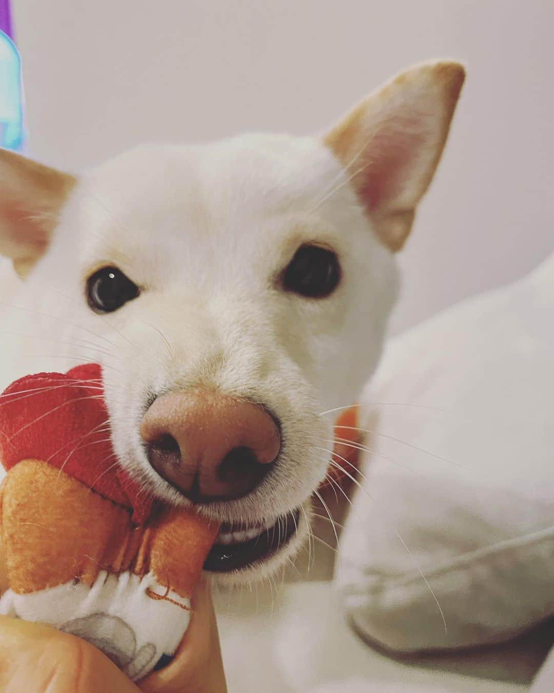かまいたち山内と、猫たちさんのインスタグラム写真 - (かまいたち山内と、猫たちInstagram)「🙋‍♀️ 絶対に離したくないむぎちゃんです🐕 #むぎ」9月28日 23時02分 - kamaitachi.neko.6.neko