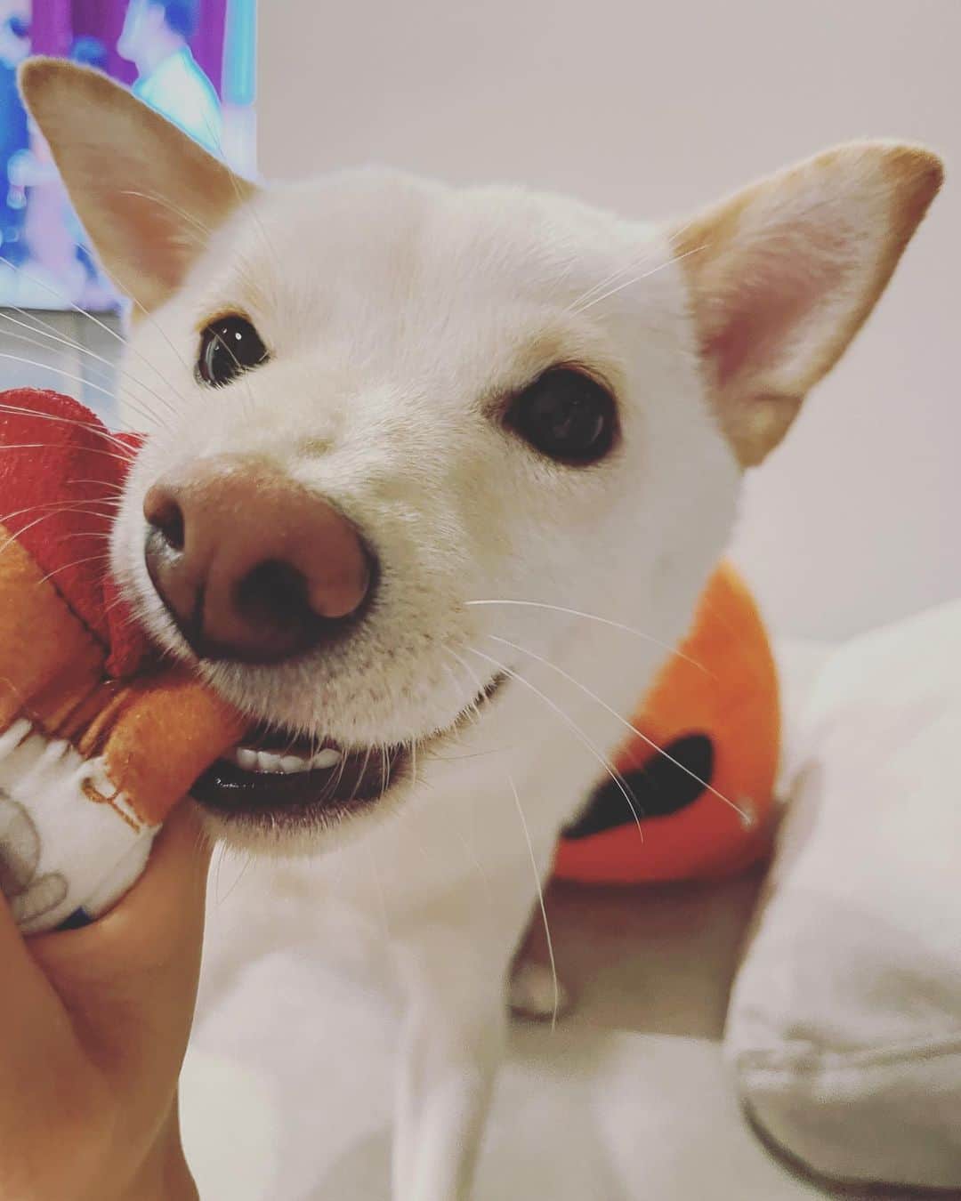 のインスタグラム：「🙋‍♀️ 絶対に離したくないむぎちゃんです🐕 #むぎ」