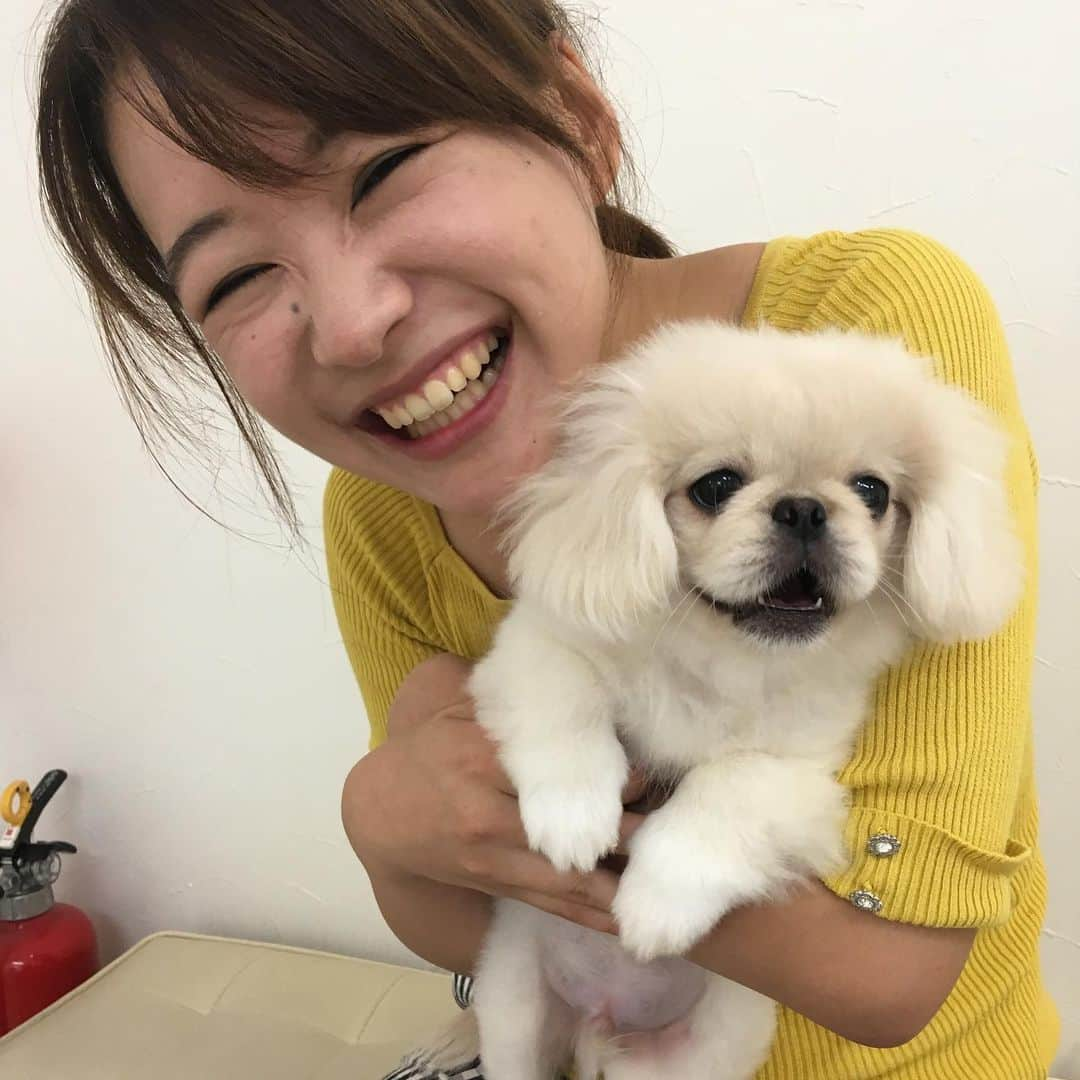 有田優理香さんのインスタグラム写真 - (有田優理香Instagram)「💐  9月28日はぺいちゃんうちの子記念日🐶 家族になって5年が経ちました！  カープ3連覇のビールかけの2日後にお迎え🍻 優勝したらお迎えすることが決まっていて、 ドキドキしながらマジックが減るのを 待っていた記憶があります🎏 赤ちゃんぺいかわええ〜🍼  いっぱい楽しいことしようね！ これからもずーっと大好きだよ🥰  そして！記念日のきょう！ ぺいちゃんアカウントを開設しました🙌  🐶 @teppei_peki   ぜひフォローしてください！ こちらでも変わらずぺいちゃんは登場します😂  #pekingese #ペキニーズ #ぺきすたぐらむ #白ペキ #うちの子記念日 #犬好きな人と繋がりたい」9月28日 23時11分 - yurikaa0624