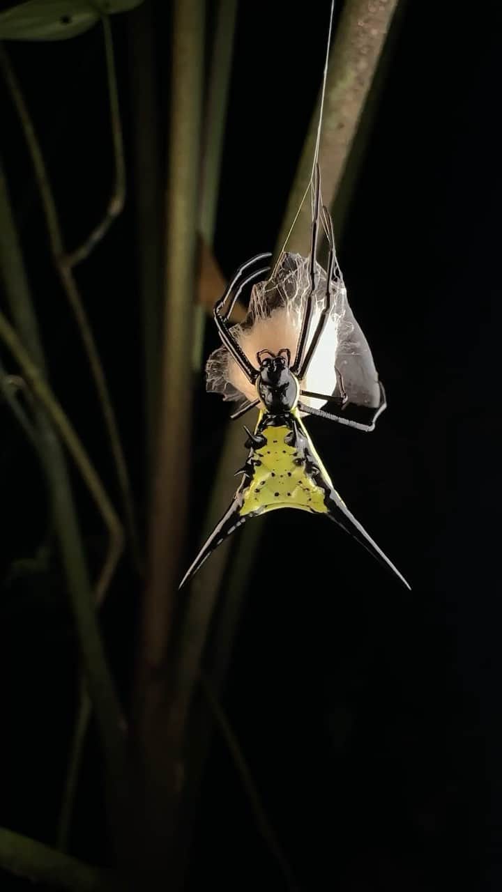 ナショナルジオグラフィックのインスタグラム：「Video by @javier_aznar_photography | Spiny orb weaver spiders are simply stunning animals. This female Micrathena schreibersi constructs an egg sac at night in Yasuni National Park, in Ecuador. The projections (called spines) act as a defense against predators. Learn more about the spiders in the March issue or at the link in bio. Follow @javier_aznar_photography for more small creatures.」