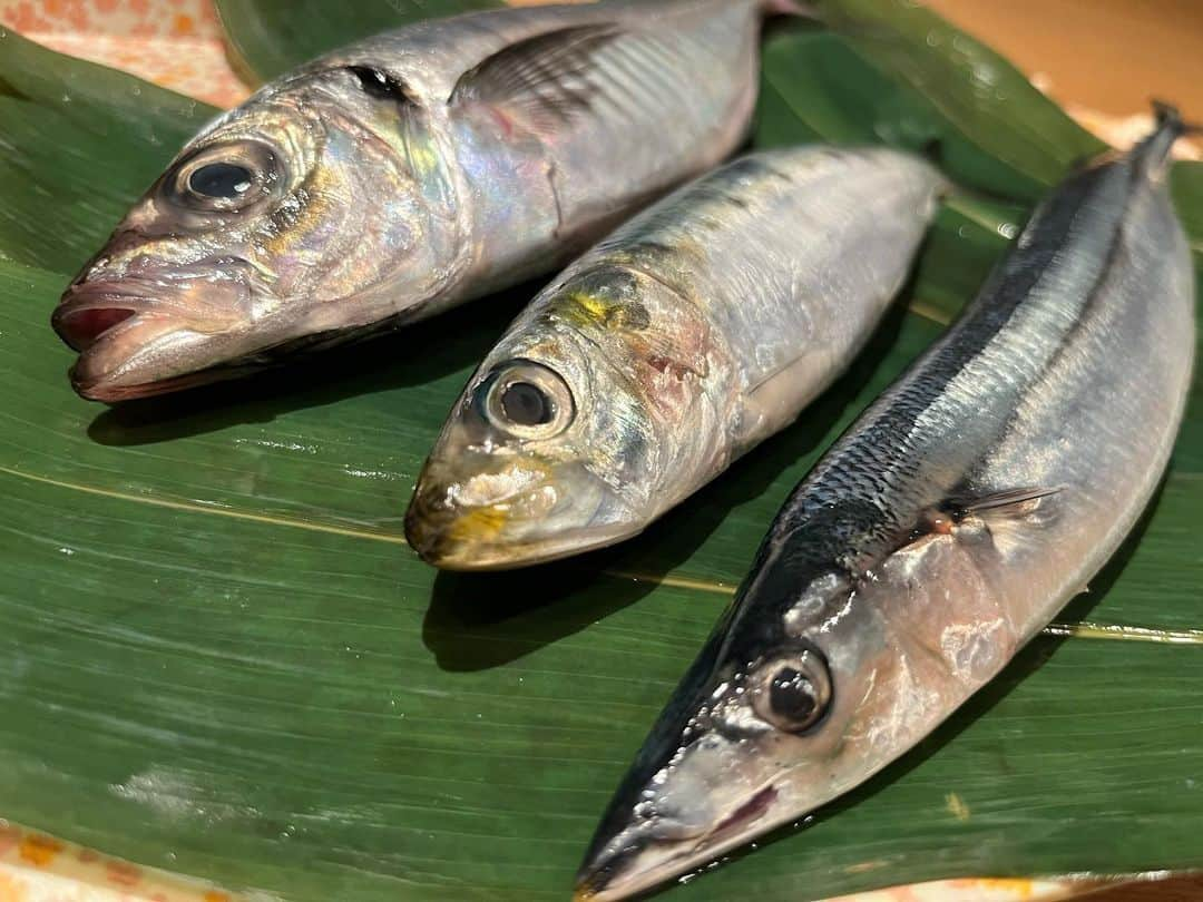 鮨おが和さんのインスタグラム写真 - (鮨おが和Instagram)「熟成には不向きと思われがちな青魚ですが、熟成鮨おが和では1週間から１０日程熟成させ、魚体本来の旨みを引き出してから、ご提供しております。#あじ#いわし#さんま#青魚#光物#熟成魚#美味しい#イノシン酸#爆発#新宿三丁目#新宿三丁目ディナー#新宿三丁目グルメ#新宿三丁目鮨#新宿三丁目熟成鮨#熟成鮨#熟成鮨おが和#🍣」9月28日 23時57分 - jukuseisushi.ogawa