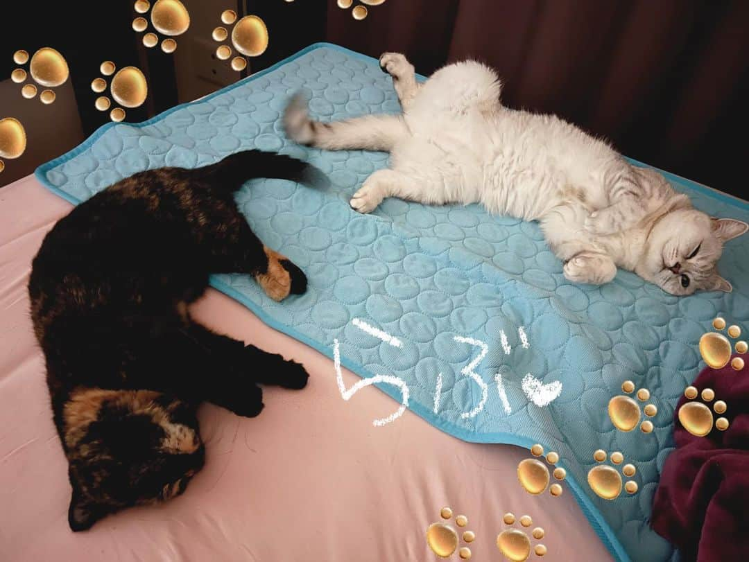 あやみ旬果のインスタグラム：「ころーん🤍🐈💤  #ラテ様 #トティ様 #猫のいる暮らし #猫のいる生活 #猫のいる幸せ #里親 #コロコロしてて可愛い #あやみ旬果」