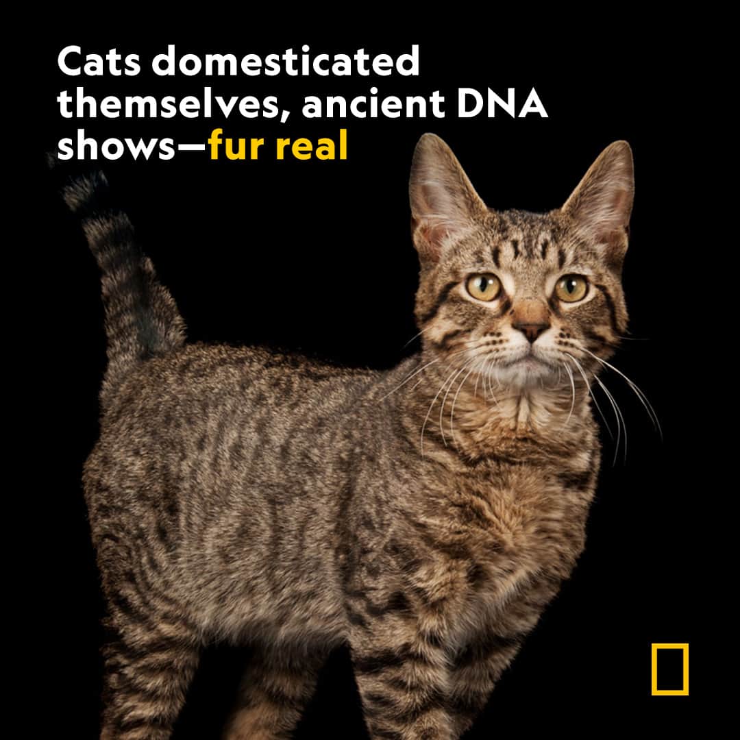 ナショナルジオグラフィックのインスタグラム：「Learn more at the link in bio.  In true feline form, cats took their time deciding whether to jump into humans’ laps. In a comprehensive study from 2017 on the spread of domesticated cats, DNA analysis suggests that cats lived for thousands of years alongside humans before they were domesticated  Photograph by @joelsartore」