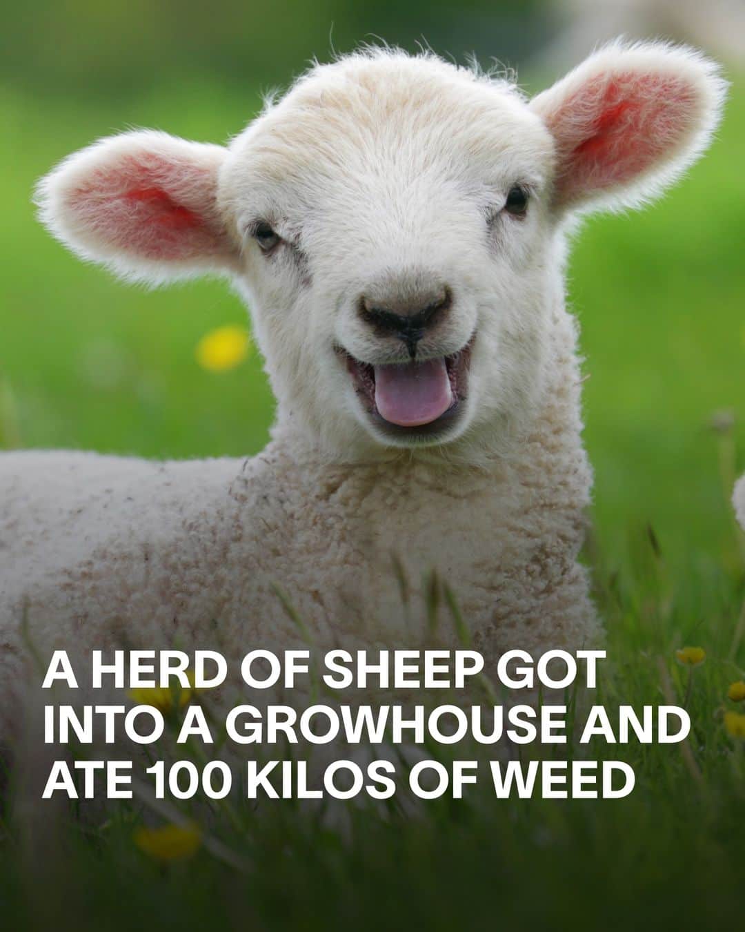 VICEのインスタグラム：「One unexpected side effect of climate change: a load of very high sheep.   Following extreme flooding in Greece, a herd of sheep that had been struggling to find fresh grass made their way into a greenhouse where medical cannabis was being grown. According to local media, once they got inside, the sheep polished off around 100 kilos of weed.   The greenhouse owner said that much of the crop had been damaged by Storm Daniel and a heatwave earlier in the year, before the sheep finished “what was left”. A shepherd reportedly noticed strange behaviour in the herd, but it’s not known exactly what that behaviour entailed. Guesses in the comments.  The greenhouse owner said, “I don’t know if it’s for laughing or crying.”」