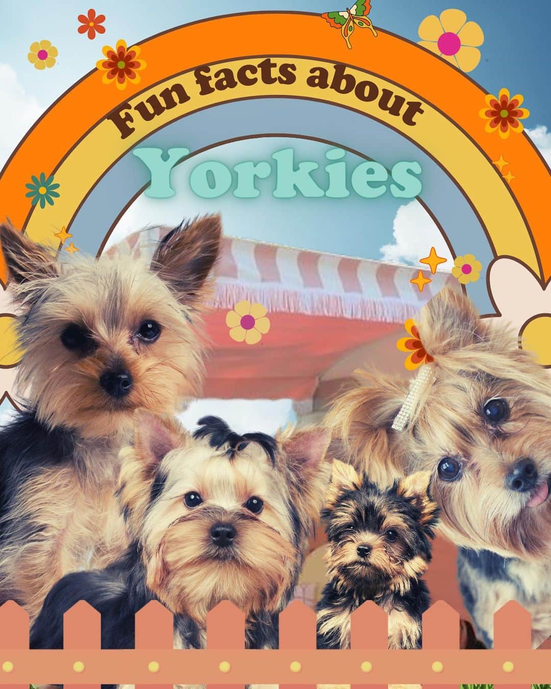 JessRonaGroomingさんのインスタグラム写真 - (JessRonaGroomingInstagram)「🎉The Dog of the Week is…🎉  The Yorkshire Terrier! Swipe to learn more about these luxurious legends and comment who you want to see for next week’s DOTW 🐾✨  #yorkshireterrier #yorkie #yorkies #yorkiesofinstagram #yorkielife #yorkielove #yorkiepuppy #dog #dogsofinstagram #puppy #puppiesofinstagram #doglover #chrissyteigen #victoriabeckham #haileybieber #haileesteinfeld #jessronagrooming」9月29日 1時29分 - jessronagrooming