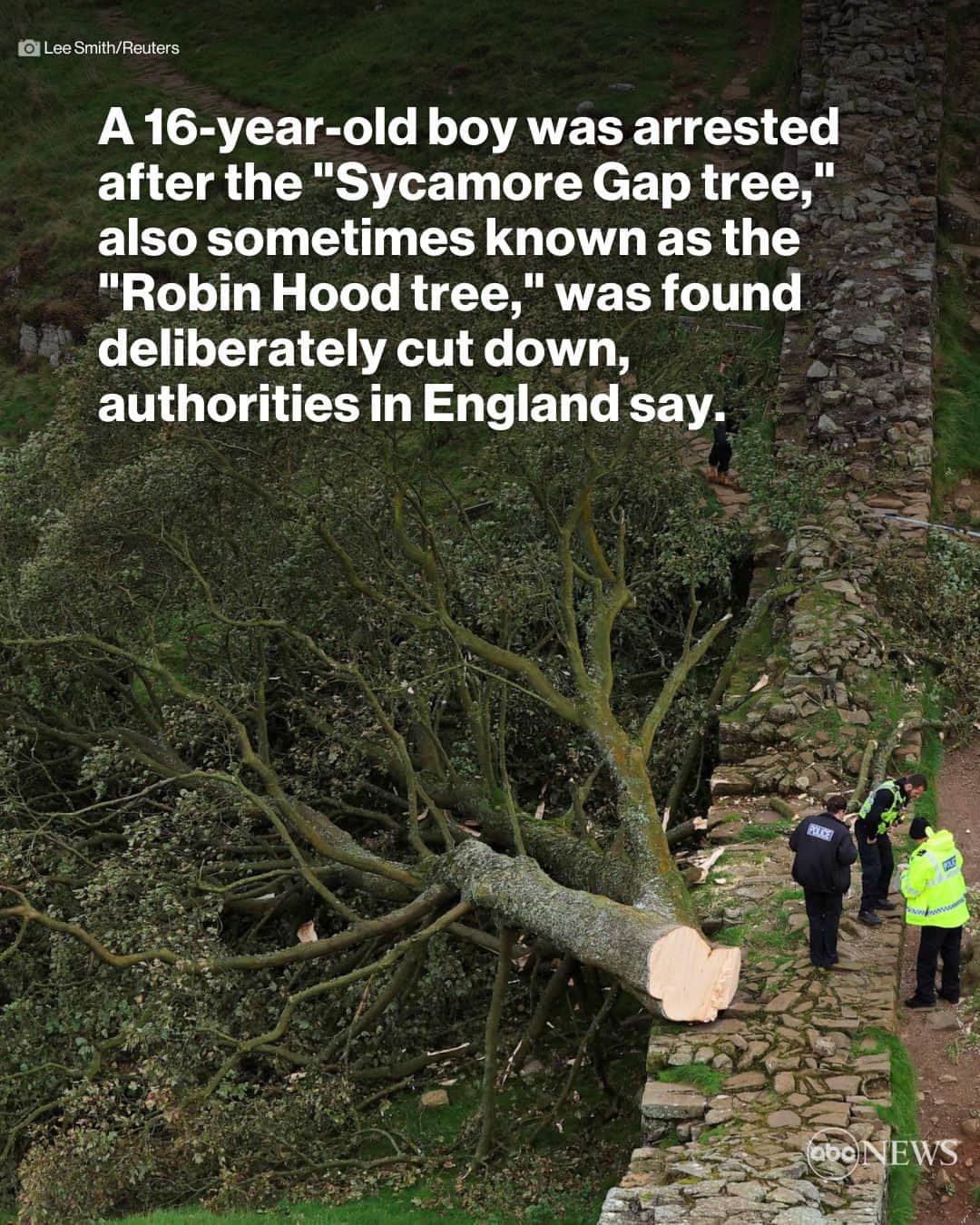 ABC Newsさんのインスタグラム写真 - (ABC NewsInstagram)「The tree is sometimes called the "Robin Hood tree" because it was featured prominently in the Kevin Costner-led film "Robin Hood: Prince of Thieves," released in 1991.  Authorities in England have arrested a 16-year-old boy after the tree, which is about 300 years old, was found deliberately cut down early Thursday, according to officials. MORE AT LINK IN BIO.」9月29日 3時00分 - abcnews