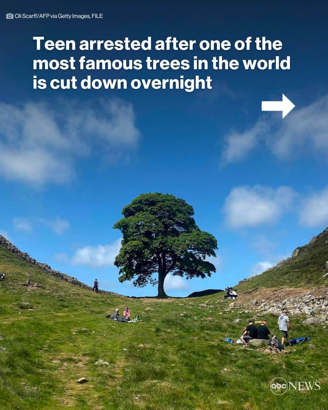 ABC Newsのインスタグラム：「The tree is sometimes called the "Robin Hood tree" because it was featured prominently in the Kevin Costner-led film "Robin Hood: Prince of Thieves," released in 1991.  Authorities in England have arrested a 16-year-old boy after the tree, which is about 300 years old, was found deliberately cut down early Thursday, according to officials. MORE AT LINK IN BIO.」