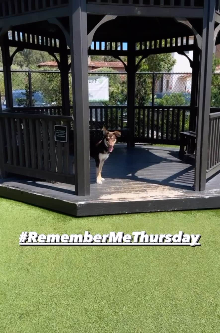 ダイアン・キートンのインスタグラム：「TODAY IS REMEMBER ME THURSDAY! JOIN ME AND REGGIE AS WE #SHINEALIGHT ON PET ADOPTION. THERE ARE PETS LIKE MATRIX WHO ARE FULL OF JOY AND WAITING TO BE ADOPTED AT @HWAC. ❤️」