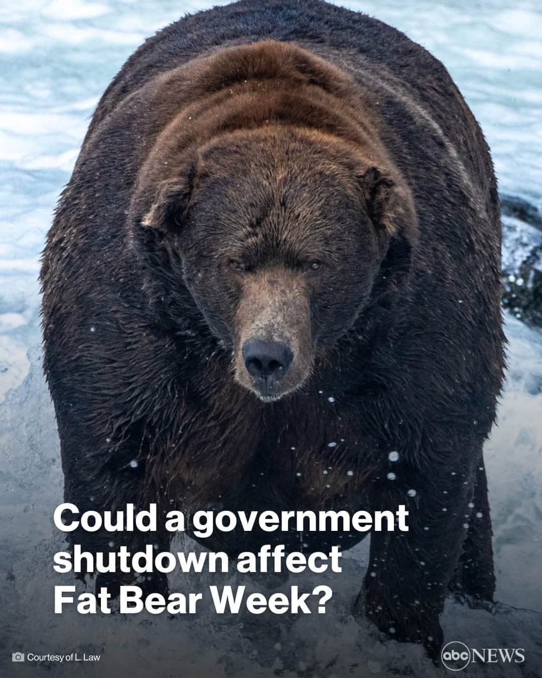 ABC Newsのインスタグラム：「A government shutdown could have potentially unbearable consequences for wildlife fans.  The looming shutdown would affect Fat Bear Week, the paw-pular annual celebration of wild bears who put on weight to prepare for hibernation. MORE AT LINK IN BIO.」