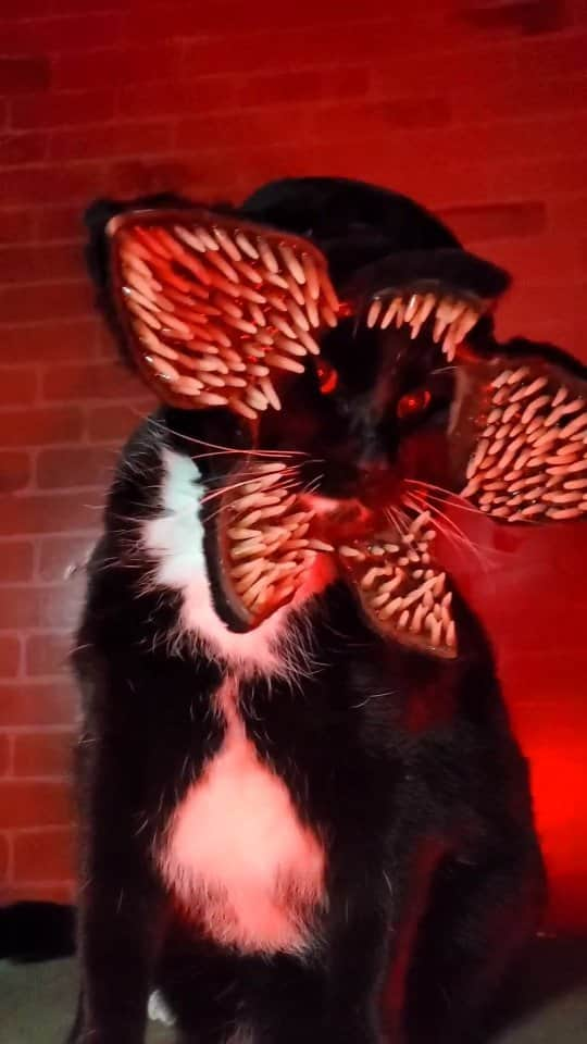 猫コスプレのインスタグラム：「Strange Purr Things  #StrangerThings #Demogorgon  . . . #catcosplay #cosplay #cosplayer #cat #catcostume #strangerthingscosplay #strangerthingsfan #strangerthingsmemes #demogorgoncosplay #horror #bodyhorror #spooky #spoopy」