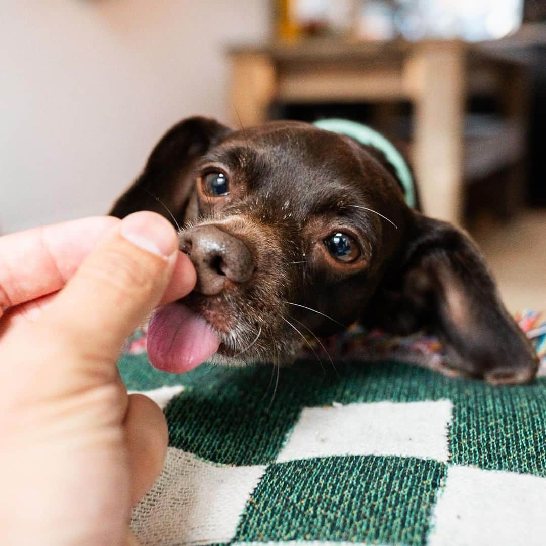 The Dogistさんのインスタグラム写真 - (The DogistInstagram)「Hank, Miniature Pinscher/Cocker Spaniel mix (8 y/o), Northern Liberties, Philadelphia, PA • “His original name was Bean but then he became Hank. His best friend is Long Armed Monkey from Dave & Buster’s, and he has a wife called Princess Pickles. They go to ‘Dingus Land’ together. They’re kind of on a break right now – he’s exploring his identity. Princess Pickles can be any small white-haired dog on the street.” A rescue via @streettails」9月29日 3時47分 - thedogist