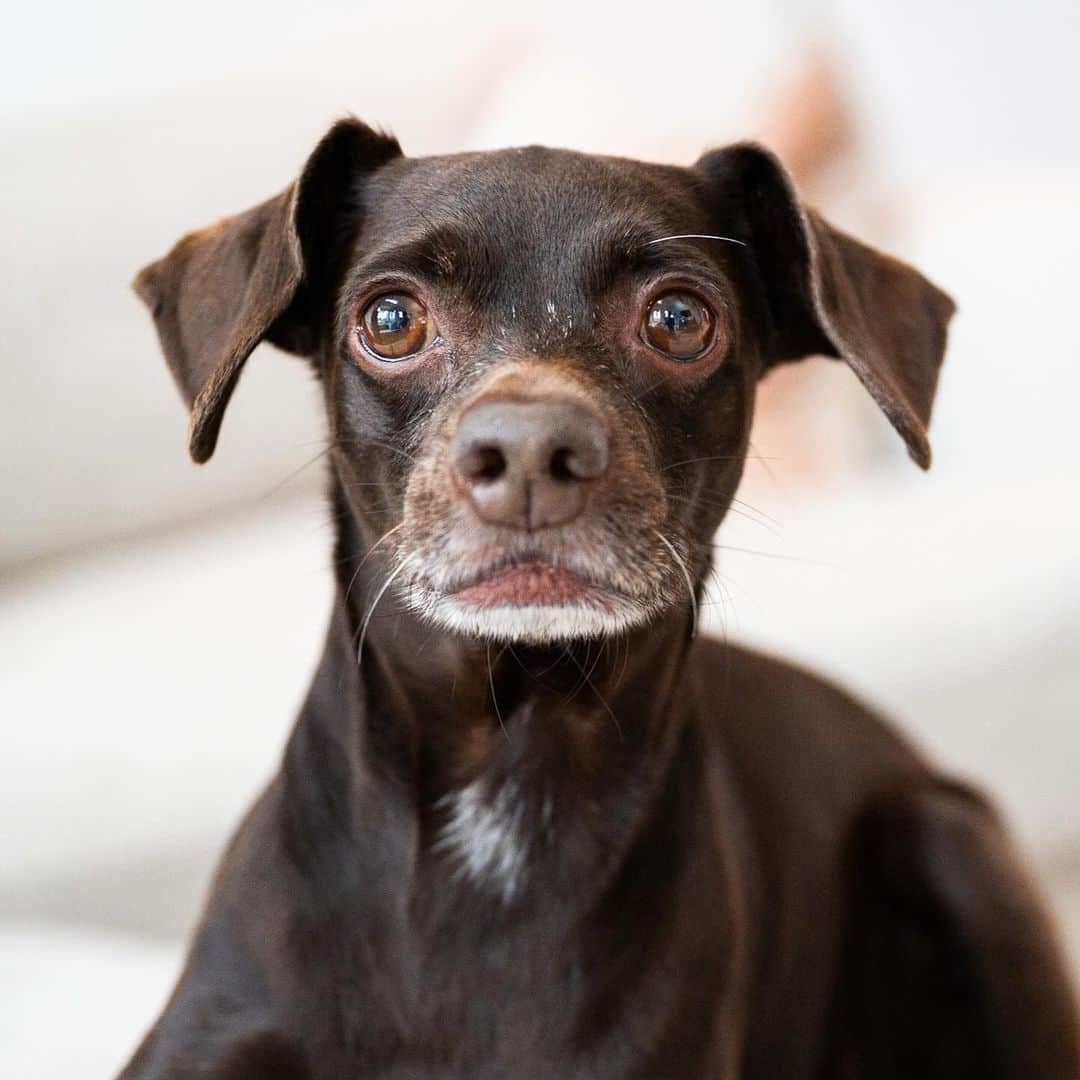 The Dogistさんのインスタグラム写真 - (The DogistInstagram)「Hank, Miniature Pinscher/Cocker Spaniel mix (8 y/o), Northern Liberties, Philadelphia, PA • “His original name was Bean but then he became Hank. His best friend is Long Armed Monkey from Dave & Buster’s, and he has a wife called Princess Pickles. They go to ‘Dingus Land’ together. They’re kind of on a break right now – he’s exploring his identity. Princess Pickles can be any small white-haired dog on the street.” A rescue via @streettails」9月29日 3時47分 - thedogist