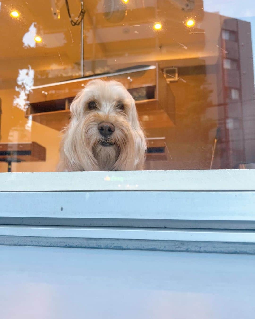 ほたるさんのインスタグラム写真 - (ほたるInstagram)「・ ・ 東京で可愛いすぎる子たちに出会ったよ🐶🤍」9月29日 14時13分 - hotarutaru21