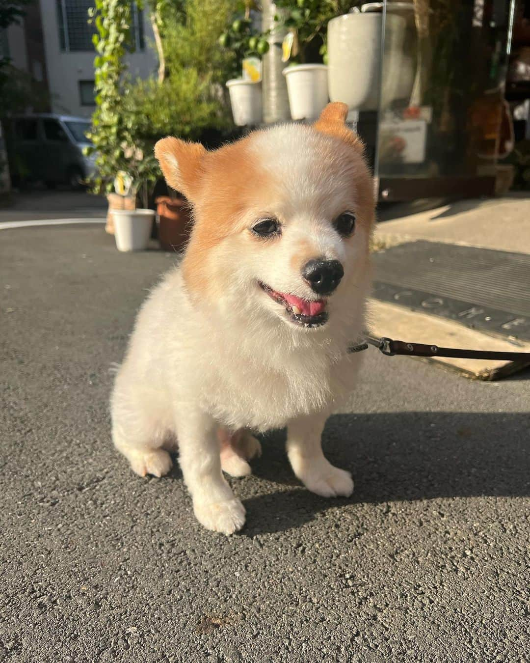 ほたるさんのインスタグラム写真 - (ほたるInstagram)「・ ・ 東京で可愛いすぎる子たちに出会ったよ🐶🤍」9月29日 14時13分 - hotarutaru21