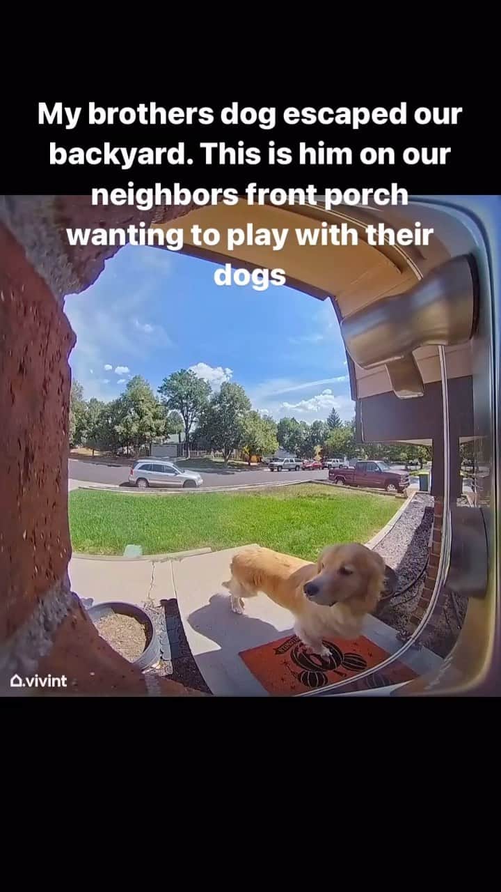 DogsOf Instagramのインスタグラム：「It’s the little bork for us 🥺 fetched with permission from @jessicaazuber  Would you let him in? We sure would!   #dogcam #caughtoncamera #doorcam #funnydogs #dogsofinstagram #neighborlylove」