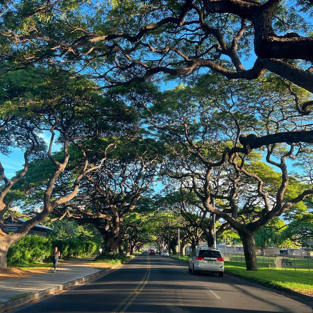 マキ・コニクソンさんのインスタグラム写真 - (マキ・コニクソンInstagram)「Good morning  from Tree Tunnel  朝イチでツリートンネルのある Paki Streetを通ると気持ちが良いんだよ。 うちからワイキキに行く時はこの道を通るの。ホノルル動物園が左手にあります。 そしてキリンの小屋があるからラッキーだと キリンの親子を見ることが出来ます！🦒🦒  最近よく思うんだけど 弱い物いじめする人がいるとしたら 実はその人が一番弱い人。 強い人には威張れないから、 弱い人に威張るんだよ。でもね、 人に嫌なことしたら最終的に全て 自分に返ってきちゃうんだよ。 それを分かってないんだよね。  だから自分はそうならない様に 意識して気を付けようね！ 人に優しく接したら人も、 優しさ返ししてくれる！ まさに優しさの連鎖！  世界中の皆んながこうゆう考え方だと 愛のある平和な世の中に なるのにね。  せめて私達だけでも そうでありたいな。  今日もアロハッピー😄🤙🏼 でいこーー！  #エアハワイ🌺  #ハワイのおすそ分け🤙🏼  #アロハッピー😄🤙🏼  #優しさの連鎖」9月29日 6時50分 - makikonikson