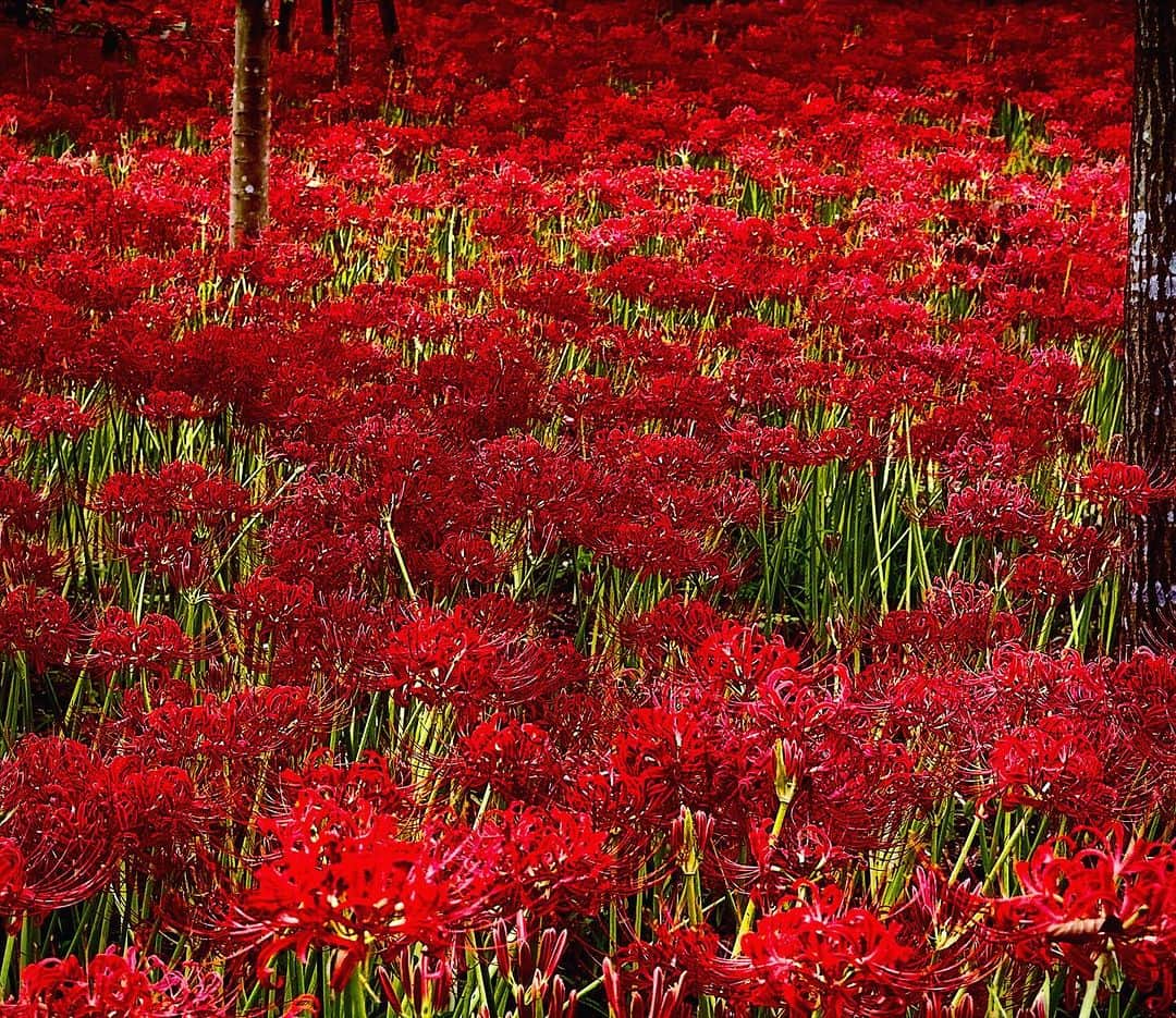 蜷川実花さんのインスタグラム写真 - (蜷川実花Instagram)「秋のお花シーズン開幕ー❤️ 夏はお花少ないので少し休憩していましたが，また秋お花の季節がやってきた。 嬉し❗️皆様にたくさんスポット教えていただいたのであちこち出没します。 まずはやっぱり大好き #巾着田曼珠沙華公園 #mikaninagawaflowers #iphone15promax」9月29日 7時01分 - ninagawamika