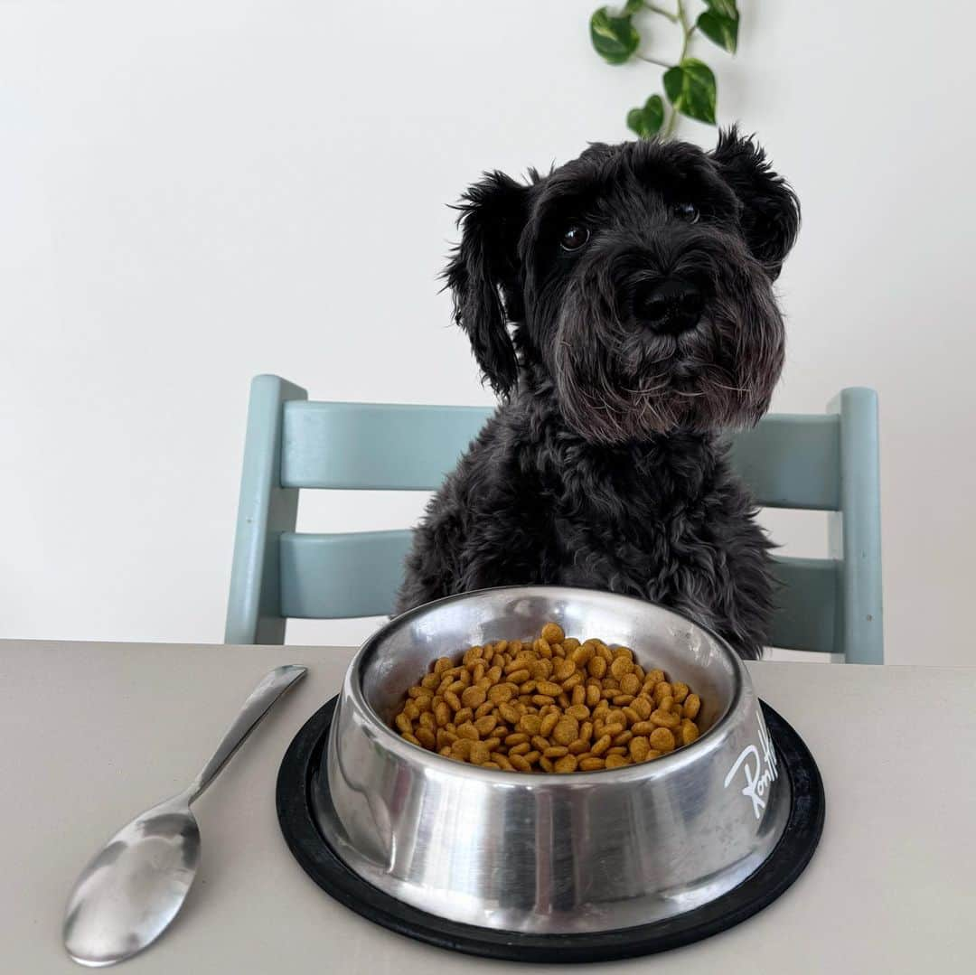 山崎愛香のインスタグラム：「. my breakfast🍽️ . ご飯を食べなかったら弟(人間2歳)はご飯を食べさせてもらえると気づき朝ごはんを食べなくなったトッポくん。 僕も朝ごはんは特別待遇してほしい！との事で(？) 息子用の椅子に座らせて食べさせてあげました。 当たり前ですが食べにくかったようで 床に置いたら食べるようになりました🤭笑 🐕‍🦺「僕は犬なんだと再確認した1日でした」 #ミニチュアシュナウザー #黒シュナ #朝ごはん #朝ごはんストライキ」