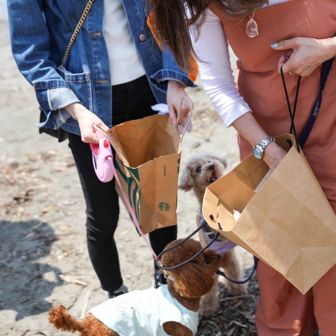 長谷川朋美さんのインスタグラム写真 - (長谷川朋美Instagram)「次回のわんわんクリーン隊は10月11日11時〜開催だよー🐶🌈  葉山の森戸海岸をワンコを連れて ビーチクリーン定例イベント✨  今回はビーチクリーンの後に 以前、保護犬譲渡会/エシカル マーケットを開催した @sharevillage_hayama を貸切で  ナナのBDも兼ねたランチパーティー🎉 も行いますよ🥰  （あとマロンの49日が10月8日なので マロンを偲ぶ会も一緒に🥹  ・ どなたさまもお気軽にご参加ください♡  犬なしでも、お一人でも、 お友達やお子様・ご家族連れでもOKですよ🌈  ・  【日時】 10月11日（水曜日） 11時集合  待ち合わせ場所: 森戸海岸近くのエスメラルダ前   ※11時から出発するので遅れた場合は 森戸海岸をビーチクリーンしている 私たちを見つけて声をかけてください。   ※雨天の場合はビーチクリーンは無し ランチ会のみ開催となります。 ビーチクリーン開催の有無は 前日にお知らせします。    11:00〜12:00 ビーチクリーン   12:30〜14:00 ランチ会 シェアビレッジ葉山（貸切）  ・ 【参加費】 ランチパーティー5,500円 （ランチ＆ドリンク＆撮影会付き）   ※ランチ会では一眼で撮影をし 　後日データをお渡しします♡   ビーチクリーンのみ 無料  ・ 【ランチパーティー定員】 15名様  ・ 【参加条件】 一緒にビーチクリーンをしてくださる方   ビーチクリーンの持ち物   ・ゴミを衛生的に拾える道具 （軍手やスティックなど）   ・使い古しなどのゴミ袋など ゴミを回収できるもの  ・ 【お申し込み】 プロフィールリンクよりどうぞ♡   皆様のご参加をお待ちしております🥰  ※画像は、前回のビーチクリーンの様子と 最後の2枚は今回貸切にするシェアビレッジで 保護譲渡会&エシカルマーケットを 開催したときのもの✨  #dogs #doglover #seniordog #seniordogslife #シニア犬 #シニア犬ライフ #老犬 #保護犬 #繁殖犬 #ビーチクリーン #hayama #葉山 #beachlife #海辺の暮らし #わんこライフ #health #ヘルシードッグ #いぬすたぐらむ #わんこ #愛されワンコ #キャバリア #パピチワ #動物福祉 #アニマルウェルフェア #わんわんクリーン隊 #介護犬」9月29日 7時31分 - hasegawa.elena.tomomi