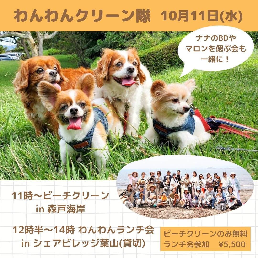 長谷川朋美さんのインスタグラム写真 - (長谷川朋美Instagram)「次回のわんわんクリーン隊は10月11日11時〜開催だよー🐶🌈  葉山の森戸海岸をワンコを連れて ビーチクリーン定例イベント✨  今回はビーチクリーンの後に 以前、保護犬譲渡会/エシカル マーケットを開催した @sharevillage_hayama を貸切で  ナナのBDも兼ねたランチパーティー🎉 も行いますよ🥰  （あとマロンの49日が10月8日なので マロンを偲ぶ会も一緒に🥹  ・ どなたさまもお気軽にご参加ください♡  犬なしでも、お一人でも、 お友達やお子様・ご家族連れでもOKですよ🌈  ・  【日時】 10月11日（水曜日） 11時集合  待ち合わせ場所: 森戸海岸近くのエスメラルダ前   ※11時から出発するので遅れた場合は 森戸海岸をビーチクリーンしている 私たちを見つけて声をかけてください。   ※雨天の場合はビーチクリーンは無し ランチ会のみ開催となります。 ビーチクリーン開催の有無は 前日にお知らせします。    11:00〜12:00 ビーチクリーン   12:30〜14:00 ランチ会 シェアビレッジ葉山（貸切）  ・ 【参加費】 ランチパーティー5,500円 （ランチ＆ドリンク＆撮影会付き）   ※ランチ会では一眼で撮影をし 　後日データをお渡しします♡   ビーチクリーンのみ 無料  ・ 【ランチパーティー定員】 15名様  ・ 【参加条件】 一緒にビーチクリーンをしてくださる方   ビーチクリーンの持ち物   ・ゴミを衛生的に拾える道具 （軍手やスティックなど）   ・使い古しなどのゴミ袋など ゴミを回収できるもの  ・ 【お申し込み】 プロフィールリンクよりどうぞ♡   皆様のご参加をお待ちしております🥰  ※画像は、前回のビーチクリーンの様子と 最後の2枚は今回貸切にするシェアビレッジで 保護譲渡会&エシカルマーケットを 開催したときのもの✨  #dogs #doglover #seniordog #seniordogslife #シニア犬 #シニア犬ライフ #老犬 #保護犬 #繁殖犬 #ビーチクリーン #hayama #葉山 #beachlife #海辺の暮らし #わんこライフ #health #ヘルシードッグ #いぬすたぐらむ #わんこ #愛されワンコ #キャバリア #パピチワ #動物福祉 #アニマルウェルフェア #わんわんクリーン隊 #介護犬」9月29日 7時31分 - hasegawa.elena.tomomi
