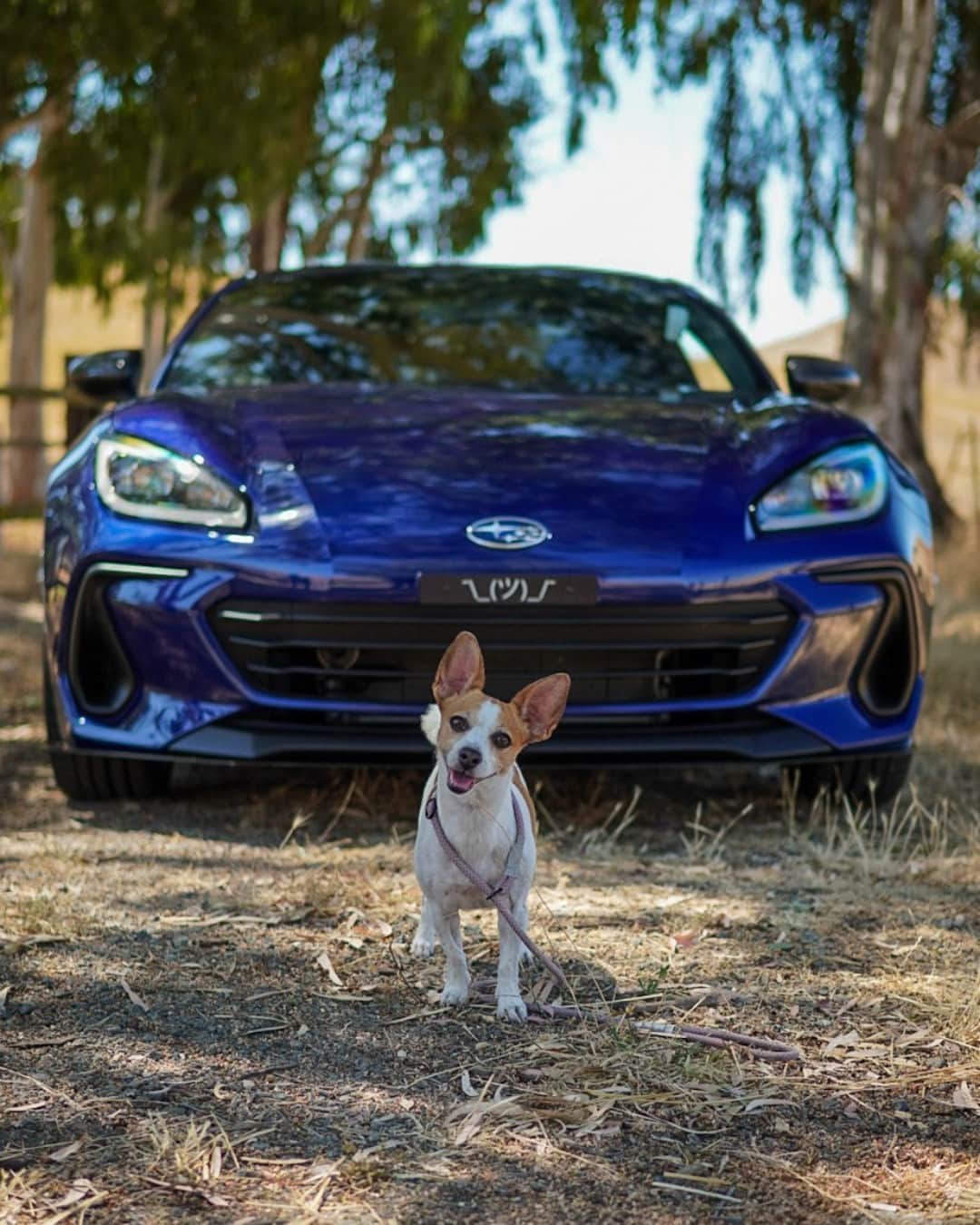 Subaru of Americaのインスタグラム：「This #SubiePup looks excited for an adventure! Comment your favorite road trip memory with your furry friend 🐾   (📸: @b86rz)」