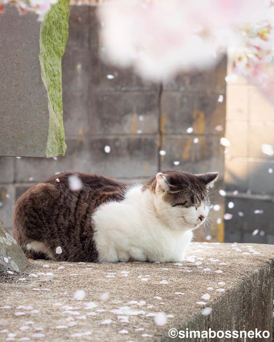 simabossnekoさんのインスタグラム写真 - (simabossnekoInstagram)「・ しまねこセレクション🏝️ Island Cats Special Selection✨ Swipeしてね←←🐾  ※写真は全て「品川キヤノンオープンギャラリーねこ写真展2023」に際して制作したオリジナルフォトブックより  【お知らせ】 「品川キヤノンオープンギャラリーねこ写真展2023」の開催にあたって、オリジナルフォトブックを制作させていただきました。  『しまねこ 〜Island Cats〜』 ソフトカバーA4 42ページ  写真展の開催期間中、ギャラリー内にフォトブックを置いていますので、併せてご覧いただけたら幸いです😸✨  ●写真展詳細● 品川キヤノンオープンギャラリーねこ写真展2023 ～今を生きる猫たちのキオク・キロク～  日本各地で活動する猫写真家39名が、猫たちの日常をとらえた作品を展示する写真展です。  ●開催日程：2023/9/20(水)〜10/26(木)  10時〜17時30分　日曜・祝日休館  ●場所：〒108-8011  東京都港区港南2-16-6 キヤノンSタワー2F キヤノンオープンギャラリー2 ●入場無料 ・ ・ 【Notice】 On the occasion of the Shinagawa Canon Open Gallery Cat Photo Exhibition, An original photobook was created.  “Shimaneko ~Island Cats~” Softcover A4 42 pages  During the period of the photo exhibition, along with the exhibited works, the photobook is in the gallery, so I would be happy if you could take a look at it as well.  ●Explanation of photo exhibition●  Shinagawa Canon Open Gallery Cat Photo Exhibition 2023 ～Imao ikiru neko tachino Kioku, Kiroku～  This is a photo exhibition featuring works by 39 cat photographers active in various parts of Japan that capture the daily living of cats. Please take this opportunity to visit us.  ●Event dates: Wednesday, September 20, 2023 – Thursday, October 26, 2023 10:00-17:30 Closed on Sundays and holidays  ●Location: 〒108-8011 2-16-6 Konan, Minato-ku, Tokyo Canon S Tower 2F Canon Open Gallery 2 ●Free admission  ・ #しまねこ #島猫 #ねこ #にゃんすたぐらむ #猫写真 #cats_of_world #catloversclub #pleasantcats #catstagram #meowed #ig_japan #lumixg9」9月29日 8時15分 - simabossneko