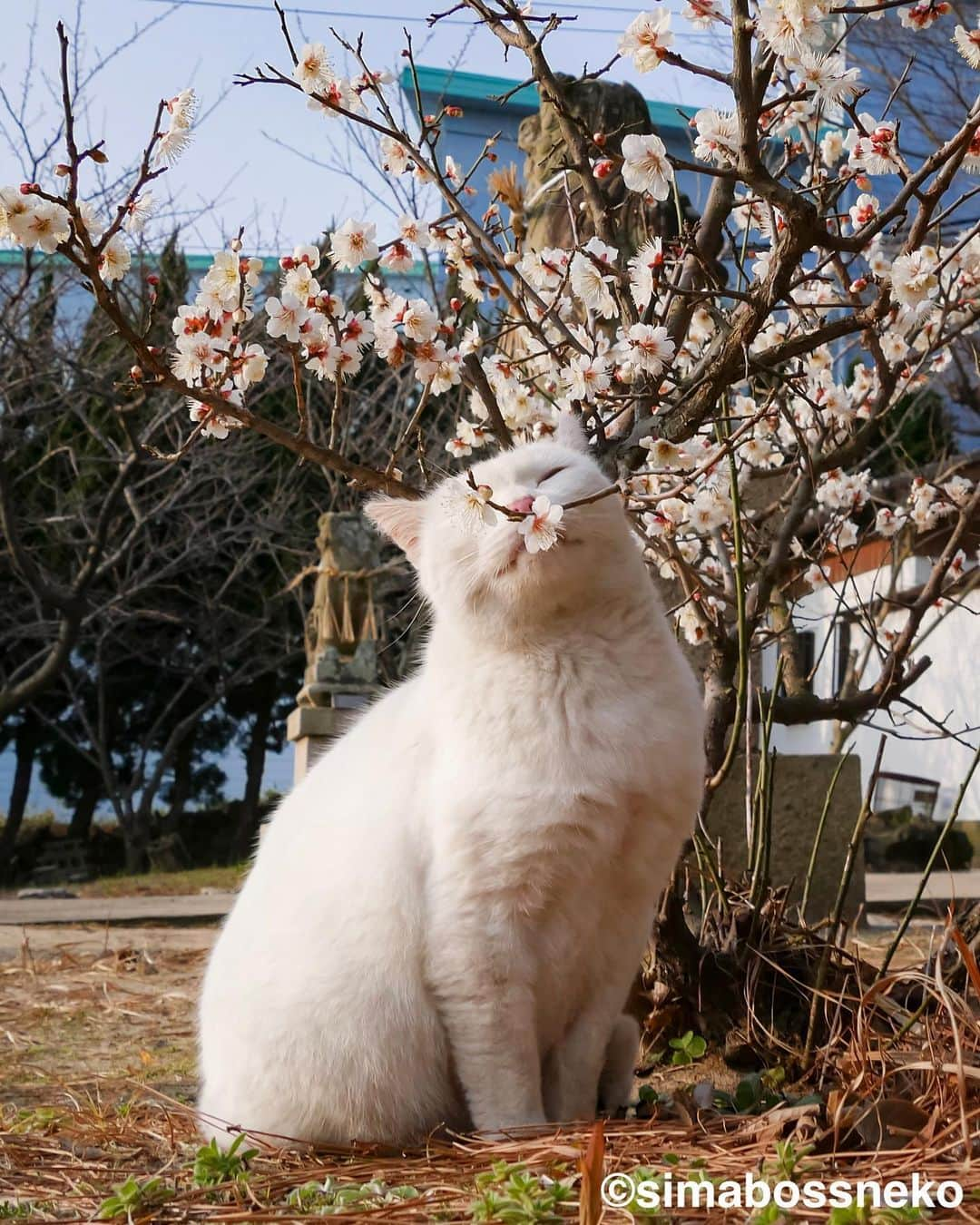 simabossnekoさんのインスタグラム写真 - (simabossnekoInstagram)「・ しまねこセレクション🏝️ Island Cats Special Selection✨ Swipeしてね←←🐾  ※写真は全て「品川キヤノンオープンギャラリーねこ写真展2023」に際して制作したオリジナルフォトブックより  【お知らせ】 「品川キヤノンオープンギャラリーねこ写真展2023」の開催にあたって、オリジナルフォトブックを制作させていただきました。  『しまねこ 〜Island Cats〜』 ソフトカバーA4 42ページ  写真展の開催期間中、ギャラリー内にフォトブックを置いていますので、併せてご覧いただけたら幸いです😸✨  ●写真展詳細● 品川キヤノンオープンギャラリーねこ写真展2023 ～今を生きる猫たちのキオク・キロク～  日本各地で活動する猫写真家39名が、猫たちの日常をとらえた作品を展示する写真展です。  ●開催日程：2023/9/20(水)〜10/26(木)  10時〜17時30分　日曜・祝日休館  ●場所：〒108-8011  東京都港区港南2-16-6 キヤノンSタワー2F キヤノンオープンギャラリー2 ●入場無料 ・ ・ 【Notice】 On the occasion of the Shinagawa Canon Open Gallery Cat Photo Exhibition, An original photobook was created.  “Shimaneko ~Island Cats~” Softcover A4 42 pages  During the period of the photo exhibition, along with the exhibited works, the photobook is in the gallery, so I would be happy if you could take a look at it as well.  ●Explanation of photo exhibition●  Shinagawa Canon Open Gallery Cat Photo Exhibition 2023 ～Imao ikiru neko tachino Kioku, Kiroku～  This is a photo exhibition featuring works by 39 cat photographers active in various parts of Japan that capture the daily living of cats. Please take this opportunity to visit us.  ●Event dates: Wednesday, September 20, 2023 – Thursday, October 26, 2023 10:00-17:30 Closed on Sundays and holidays  ●Location: 〒108-8011 2-16-6 Konan, Minato-ku, Tokyo Canon S Tower 2F Canon Open Gallery 2 ●Free admission  ・ #しまねこ #島猫 #ねこ #にゃんすたぐらむ #猫写真 #cats_of_world #catloversclub #pleasantcats #catstagram #meowed #ig_japan #lumixg9」9月29日 8時15分 - simabossneko