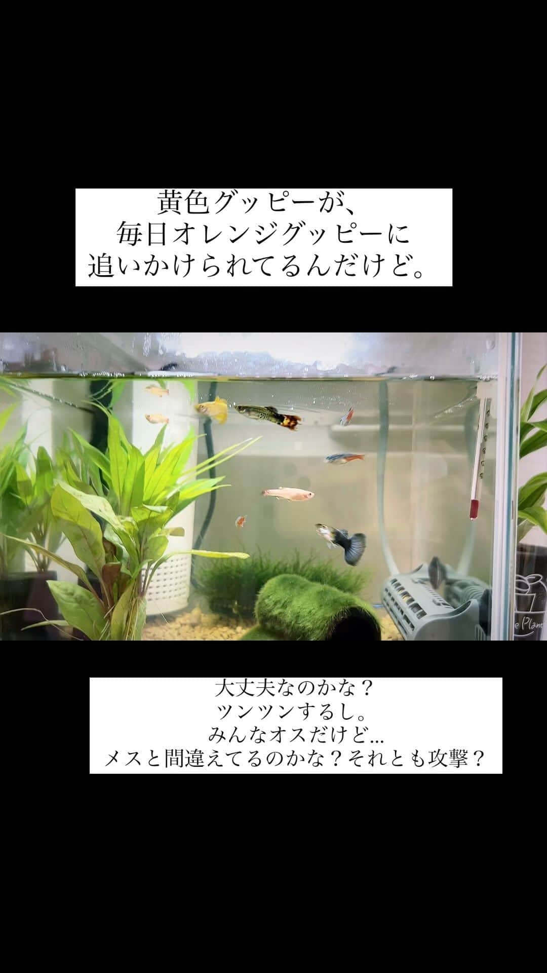 のインスタグラム