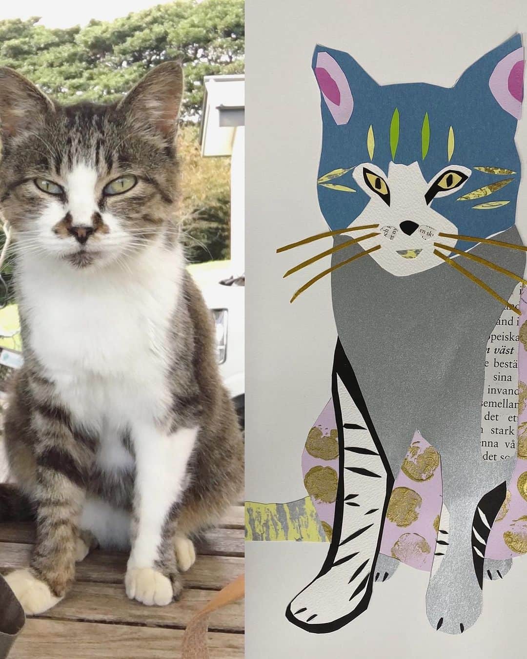 川上麻衣子さんのインスタグラム写真 - (川上麻衣子Instagram)「どうしても逢いたい猫に逢いに、田代島に向かっています。 2018年。番組のロケで初めて訪れた田代島で、脚を引きづりながらずーっと私の後を付いてきてくれた1匹の猫。自撮り棒で、写真を撮ろうと話しかけたらちゃんとポーズを取ってくれ、私の心を鷲掴みにした猫。その後ネット上に作った【にゃなかtown】nyanakatown.com のキャラクターにしたのもこの猫です。田代島のタッシーと名付けて様々なグッズも作りました。 ずっとずっと、想っていたタッシーを見つけたのは、【田代島】で検索した2023年の島の動画。明らかにあのタッシーが映っていました。以来心ここに在らず。逢いに行きたい、、という気持ちを抑えられず、本日、スケジュールの合間を縫って田代島に向かっています。 タッシーに会えるだろうか、、、。 会える様、どうか祈っていてくださいね！」9月29日 8時51分 - kawakami.maiko
