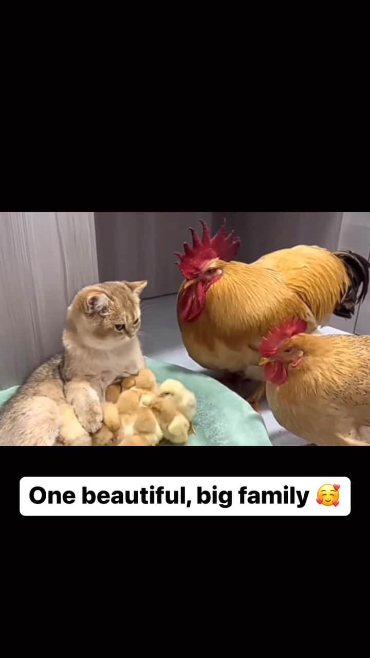 Cute Pets Dogs Catsのインスタグラム：「One beautiful, big family 🥰   Credit: adorable @蝙蝠侠与猫女 | DY ** For all crediting issues and removals pls 𝐄𝐦𝐚𝐢𝐥 𝐮𝐬 ☺️  𝐍𝐨𝐭𝐞: we don’t own this video/pics, all rights go to their respective owners. If owner is not provided, tagged (meaning we couldn’t find who is the owner), 𝐩𝐥𝐬 𝐄𝐦𝐚𝐢𝐥 𝐮𝐬 with 𝐬𝐮𝐛𝐣𝐞𝐜𝐭 “𝐂𝐫𝐞𝐝𝐢𝐭 𝐈𝐬𝐬𝐮𝐞𝐬” and 𝐨𝐰𝐧𝐞𝐫 𝐰𝐢𝐥𝐥 𝐛𝐞 𝐭𝐚𝐠𝐠𝐞𝐝 𝐬𝐡𝐨𝐫𝐭𝐥𝐲 𝐚𝐟𝐭𝐞𝐫.  We have been building this community for over 6 years, but 𝐞𝐯𝐞𝐫𝐲 𝐫𝐞𝐩𝐨𝐫𝐭 𝐜𝐨𝐮𝐥𝐝 𝐠𝐞𝐭 𝐨𝐮𝐫 𝐩𝐚𝐠𝐞 𝐝𝐞𝐥𝐞𝐭𝐞𝐝, pls email us first. **  #sleepingkitty #instakitties #kittycuddles  #catladylife #catsareawesome」