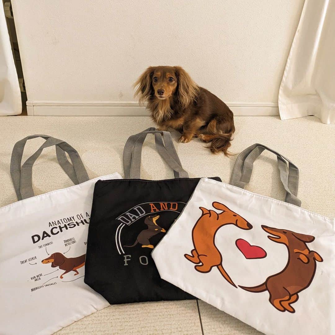くるみんのインスタグラム：「* 先日、@doxiewatches_japan さんでダックス柄のトートバッグを購入しました✨ 仕事の時にいつもお弁当や仕事着を入れるサブバッグを持って行ってるんだけど、大きい声では言えませんが今のは100円ショップのもの。 明日からルンルンで出勤しよーっと  #カニンヘンダックスフント #カニンヘンダックス多頭飼い #カニンヘンダックスの日常 #カニンヘンダックス #カニンヘン #カニンヘンチョコタン #カニンヘンダックスチョコタン #カニンヘンの会 #カニンヘンダックスフンド #チョコタンダックスフント #チョコタンダックスフンド #チョコタンダックス #チョコタン #ダックス多頭飼い #ダックスフントカニンヘン #ダックスフント #ダックスフンドチョコタン #ダックスフンドカニンヘン #ダックス部 #ダックス #ダックスフンド #ダックスの日常 #ダックス短足部 #いぬバカ部 #いぬすたぐらむ #短足部 #dachshund #dachs #dogstagram #dog」