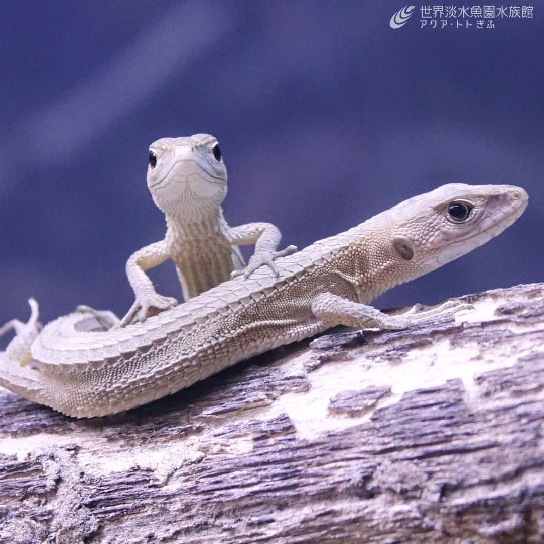 世界淡水魚園水族館 アクア・トト ぎふのインスタグラム：「今年の夏に産まれた、ニホンカナヘビの赤ちゃんを展示しています。  今しか見ることができない小さな姿を、ぜひご覧ください。  展示期間は10月下旬頃までを予定しています。  #アクアトト #水族館 #aquarium #オアシスパーク #河川環境楽園」