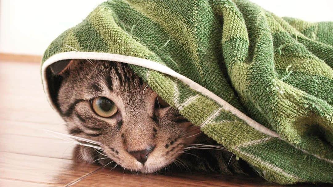Musashiのインスタグラム：「2008年9月のちびムサシ。スコティッシュ風。Let's play hide and seek!! 🥷 #mck延長戦 #musashi_the_cat #musashi #mck #cat #キジトラ #ムサシさん」