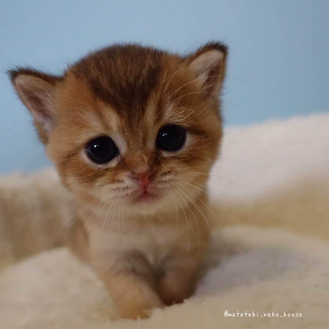 旅猫かあさんのインスタグラム：「🌞BABY CAT  2023年9月2日生まれ  ブリティッシュショートヘア  【次男くん】  ご家族さま募集中✨✨✨✨  今年のブリティッシュの募集は4にゃんで 最後となります。  スコティッシュは9月22日生まれ女の子1にゃん いますが、募集するかは分かりません。 スコティッシュも今年最後となります。  素敵なご縁がありますように🍀  #またたび猫ハウス　#猫ブリーダー　#子猫販売 #ブリティッシュショートヘア #猫　#子猫　#こねこ　#にゃんすたぐらむ　#britishshorthair #cutepetclub #my_loving_pet #catsofgram #bestmeow #bestcats_oftheworld #cat_features #meowsandwoofs #mofmo #kittensofinstagram #adorable #excellent_cat #igcutest_animals #cat #instacat」