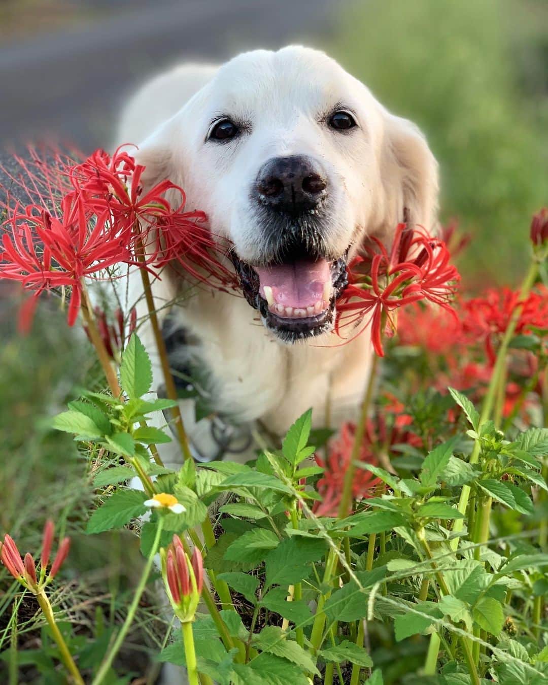 P太郎ママさんのインスタグラム写真 - (P太郎ママInstagram)「#花と犬 #曼珠沙華 珍しい色を見つけたよ！」9月29日 12時20分 - ptarodada