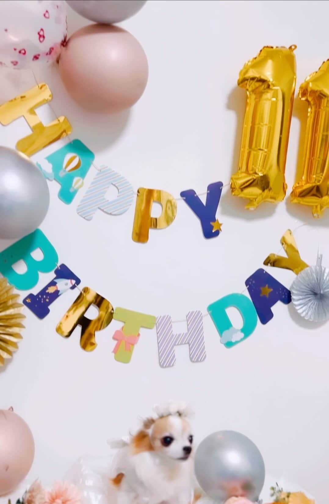 若月雅のインスタグラム：「【これから先も、君に幸あれ】 . コロンちゃん、11歳のお誕生日おめでとう🎂❤️🐶 家族になってくれてありがとう(*´꒳`*) . #愛犬　#チワワ　#hbd❤️」