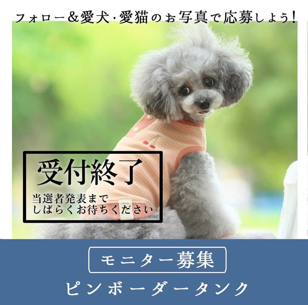 iDog&iCatのインスタグラム