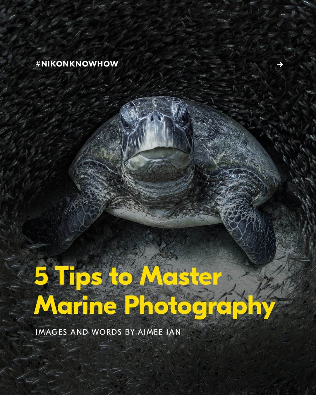 Nikon Australiaさんのインスタグラム写真 - (Nikon AustraliaInstagram)「Interested in getting acquainted with underwater wildlife?  In today's #NikonKnowHow, @oceanaimee shares her expert advice on capturing stunning photos and approaching underwater sea creatures in her 5 Tips to Master Marine Photography.  Swipe through to read them all!  #Nikon #NikonAustralia #MyNikonLife #NikonCreators #NikonKnowHow #Zseries #UnderwaterPhotography #WildlifePhotography #Australia」9月29日 13時30分 - nikonaustralia