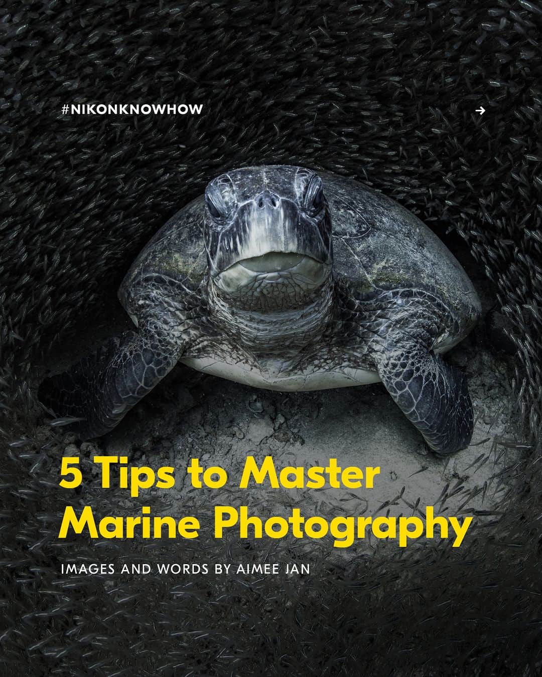 Nikon Australiaのインスタグラム：「Interested in getting acquainted with underwater wildlife?  In today's #NikonKnowHow, @oceanaimee shares her expert advice on capturing stunning photos and approaching underwater sea creatures in her 5 Tips to Master Marine Photography.  Swipe through to read them all!  #Nikon #NikonAustralia #MyNikonLife #NikonCreators #NikonKnowHow #Zseries #UnderwaterPhotography #WildlifePhotography #Australia」