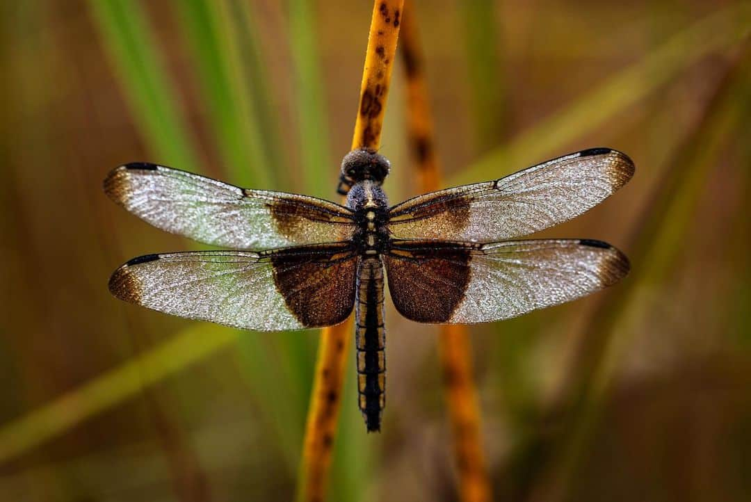 アンジー・ペインさんのインスタグラム写真 - (アンジー・ペインInstagram)「Dragon season.  • • • #macro #macrophotography」9月29日 23時08分 - angelajpayne