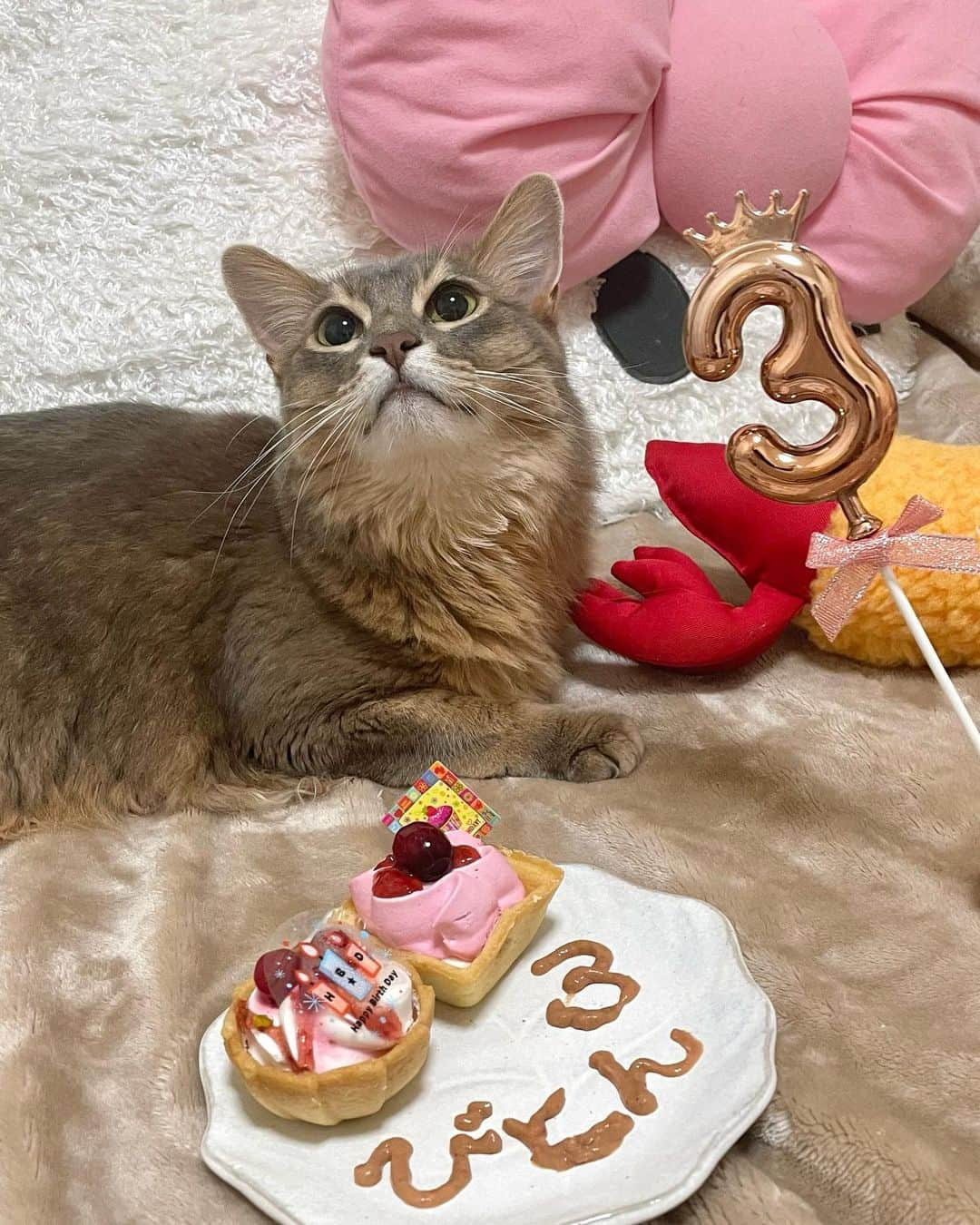 ちかちゃのインスタグラム：「. HBD VUITTON( ¨̮ )🎉  今月は びとんさんのお誕生日月でした🎂  新しいエビさんと 初めてのペット用ケーキ  ケーキはクリームを少し舐めて、 プイってしてた…  ので、 わたしが食べました( ᴗ ̫ ᴗ ) 人間用かなってくらい、美味しかったんだが。  これからもお互い健やかに のんびり過ごしていこうね . . . #3歳 #おめでとう #だいすきだよ #チュール文字下手くそ選手権 #猫すたぐらむ #猫のいるしあわせ」