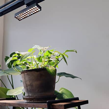 BRID 【NEXTANDARD MARKET】さんのインスタグラム写真 - (BRID 【NEXTANDARD MARKET】Instagram)「. 【新商品発売！】  LED SPOT LIGHT for PLANTS 20W  植物の生長を促し、人も快適に暮らせるLED照明  色の再現度が高く、人にも自然な明るさ / 演色性が高いため、自然光下に近い色合いが再現できます。  日当たりの悪い場所でも、ダクトレールに取り付けて植物が光合成に必要な光を届けられるスポットライト。 太陽光に近い自然な光が植物の生長や健康維持を促します。  照射部分のレンズは光を拡散させることで植物育成用の電球よりも広範囲を照らせるため、壁面緑化にも適しています。  照明は角度調整が可能なので、日々の環境や育成状況によって変わる植物の様子に合わせて、光が必要な場所を必要な分だけ照らせます。  色味 / 照度：WARM / 7,830 lux @ 100 cm 　　　　　　COOL / 9,020 lux @ 100 cm 明るさ：10W / 20W / 30W  商品の詳細は、画像に貼ってあるリンクからご覧ください。 →@brid_japan  #brid_japan #bridのある暮らし #ブリッド #MERCROS #メルクロス #プランツライト #インテリア照明 #植物ライト #植物育成ライト #育成ライト #観葉植物ライト #植物用LED #植物育成 #植物育成LED #植物育成ライト #植物育成LEDライト #植物のある暮らし #植物と暮らす #観葉植物のある暮らし #観葉植物 #塊根植物 #多肉植物 #グリーンのある暮らし #インテリアグリーン」9月29日 15時30分 - brid_japan