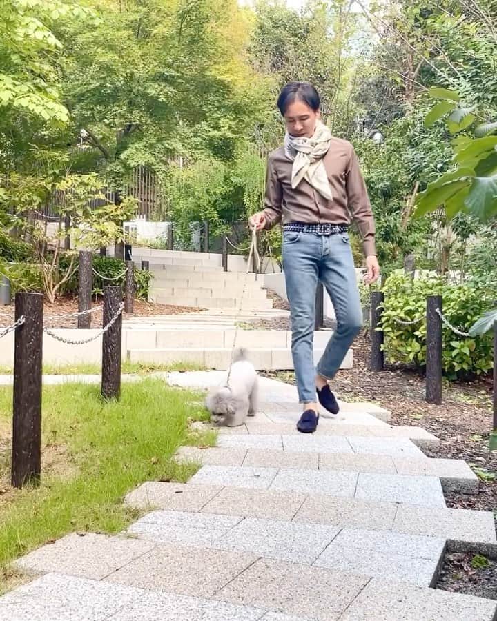 郷ひろみのインスタグラム：「つぼみちゃんとお散歩。 まだ日中は暑いけれど、秋の空気を感じるようになってきたよね🍂  I went on a walk with my beloved dog/Tsubomi-chan. In Tokyo, I felt fall llittle by little.  #郷ひろみ#hiromigo#タイニープードル」