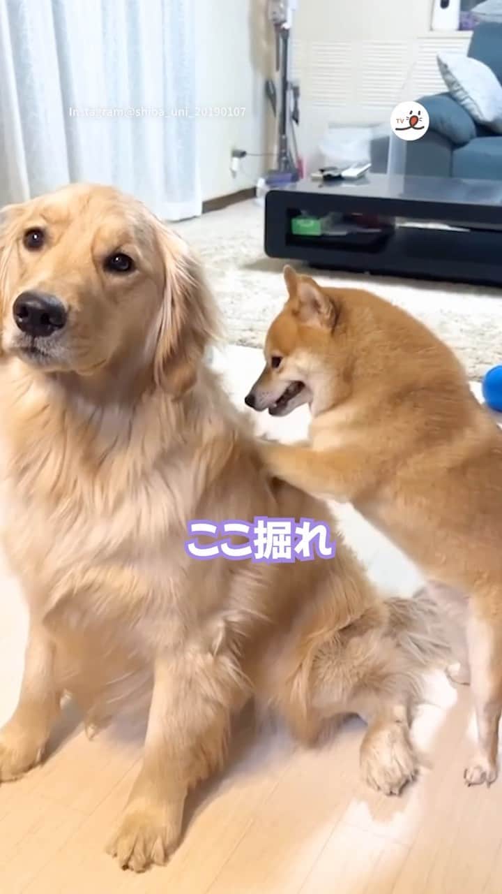 PECO いぬ部のインスタグラム：「「何が出てくるかな♪😁」  ㅤㅤ 今回素敵な投稿をしてくださったのは… @shiba_uni_20190107 さん ＜うにくん（豆柴）、おからちゃん（ゴールデンレトリバー）＞ 他にも素敵なお写真がたくさんあるので ぜひ遊びに行ってみてね♪ ㅤㅤ ㅤㅤ ㅤㅤ 〖 #pecoいぬ部（ #ペコねこ部 ） 〗をつけてご投稿いただくと PECOのSNSで楽しくご紹介させていただきます😋 フォロー&コメントお待ちしています✨ ㅤㅤ ㅤㅤ  ============================== @pecodogs（ @pecocats ）☚YouTubeでも可愛いワンコ（ニャンコ）紹介中🐶💕 ==============================  #犬のいる暮らし #犬部 #犬好きな人と繋がりたい #dogstagram #doglover #멍스타그램 #개스타그램 #豆柴 #ゴールデンレトリバー #ここ掘れわんわん #実は #うにくんなりの #遊んでアピール」