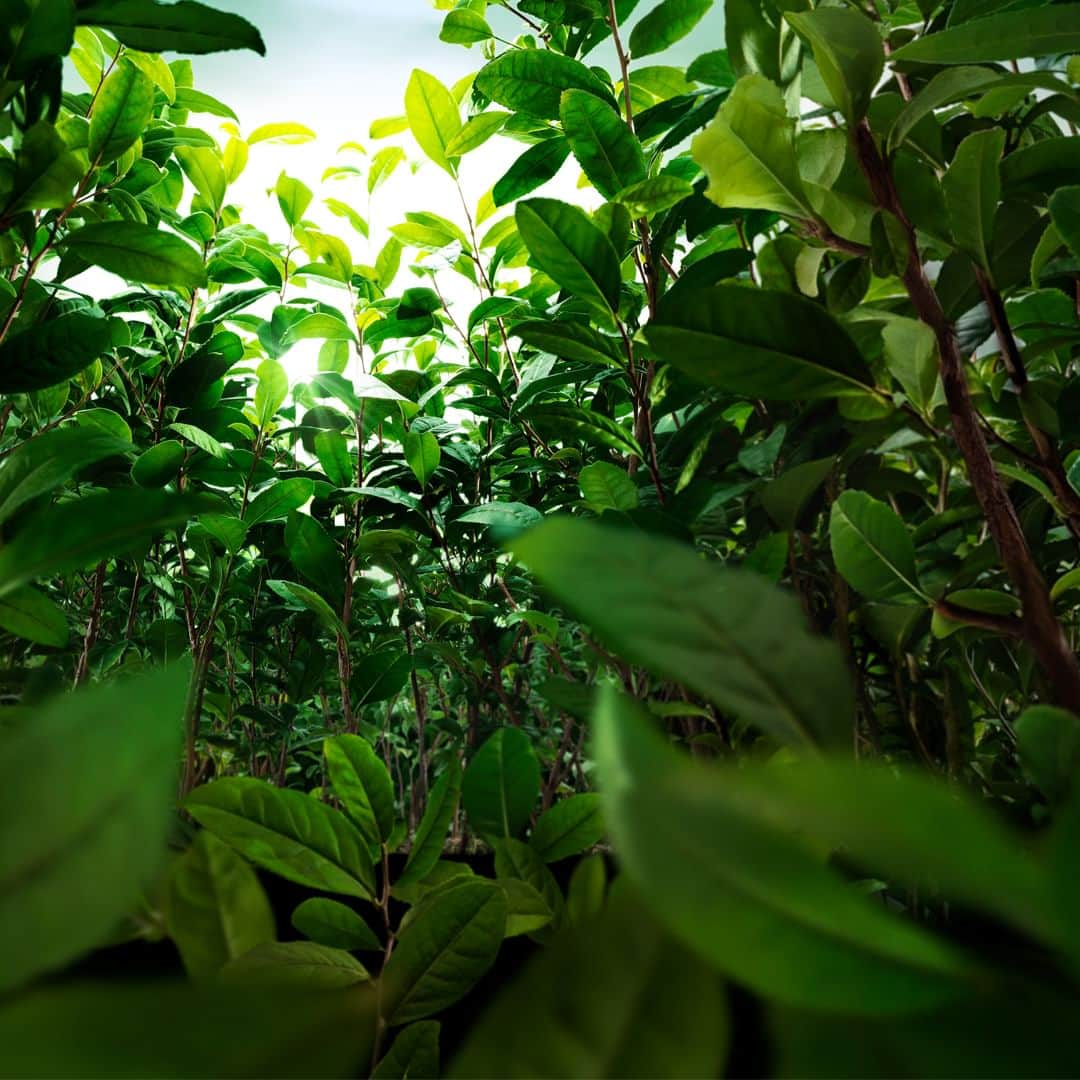 イニスフリー | 日本公式さんのインスタグラム写真 - (イニスフリー | 日本公式Instagram)「🔎🌳🍃 緑茶の無限の可能性に対する期待から 1979年に始まった緑茶研究で 「美容茶葉*」の開発に成功👏✨  保湿力に優れた美容茶葉*は、 グリーンティーラインのメイン原料となり お肌に健康的な美しさをお届けします🌿  * チャ葉エキス(保湿成分)  #innisfree #innisfreejapan #イニスフリー #グリーンティーシードヒアルロンセラム #SkinThirst #グリーンティー #ブースター #導入美容液 #美容茶葉 #自然の恵み #スキンケア #イニスフリースキンケア #韓国コスメ #kbeauty」9月29日 17時00分 - innisfreejapan